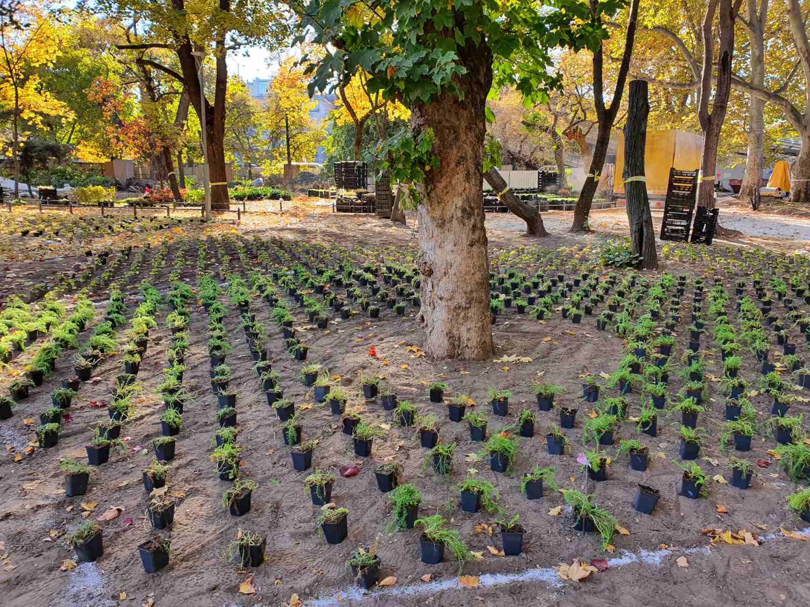 deergarden_varosliget_novenyultetes_3