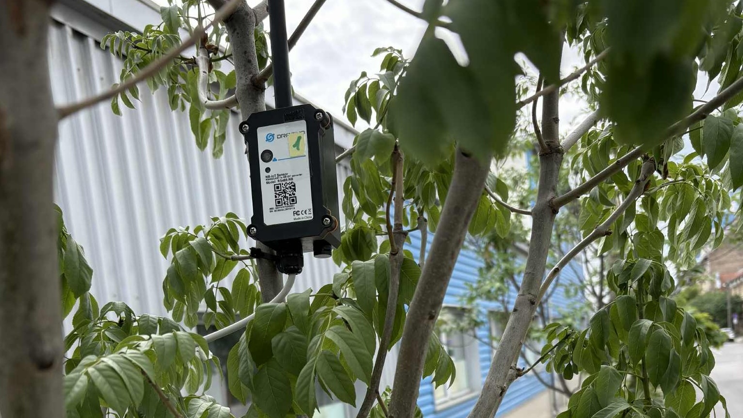 Treesense lombkorona szenzor fára szerelve méri annak nedvességtartalmát – DeerGarden