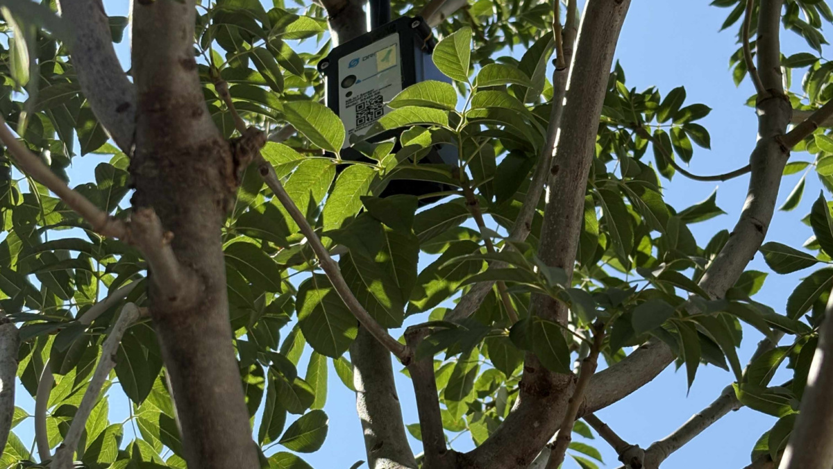 Treesense lombkorona szenzor fára szerelve – DeerGarden